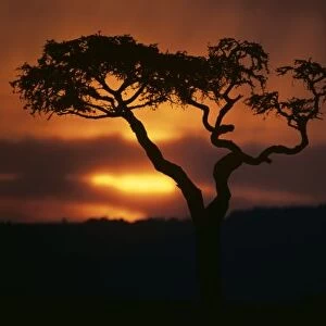 Africa, Kenya, Masai Mara Game Reserve, Setting sun silhouettes lone acacia tree
