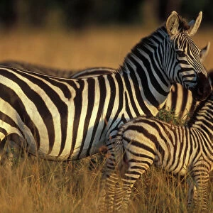 Africa, Kenya, Masai Mara Game Reserve. Plains Zebra (Equus burchelli) and calf in