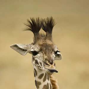 Africa, Kenya, Masai Mara GR, Upper Mara, Masai Giraffe, Giraffa camelopardalis tippelskirchi