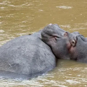 Africa, Kenya, Masai Mara. Hippopotamus resting head on back on another hippo. Credit as Africa, Kenya, Masai Mara. Hippopotamus resting head on back on another hippo. Credit as