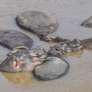 Africa, Kenya, Masai Mara National Reserve, Mara River. Hippopotamus (Hippopotamus amphibius)