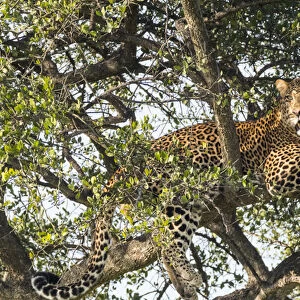 Africa, Kenya, Masai Mara National Reserve, African Leopard (Panthera pardus pardus)