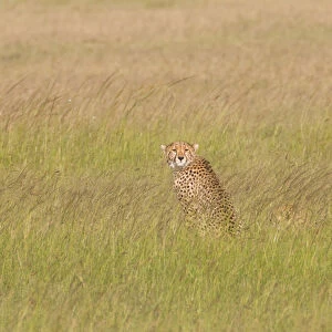 Africa, Kenya, Masai Mara National Reserve. Cheetah (Acinonyx jubatus). 2016-08-04