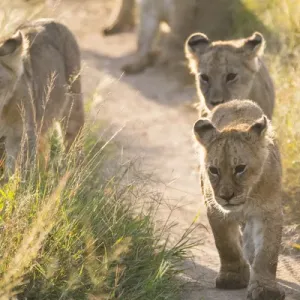 Africa, Kenya, Masai Mara National Reserve. African Lion (Panthera leo) female with cubs Africa, Kenya, Masai Mara National Reserve. African Lion (Panthera leo) female with cubs