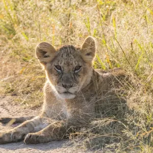 Africa, Kenya, Masai Mara National Reserve. African Lion (Panthera leo) cubs. 2016-08-04 Africa, Kenya, Masai Mara National Reserve. African Lion (Panthera leo) cubs. 2016-08-04