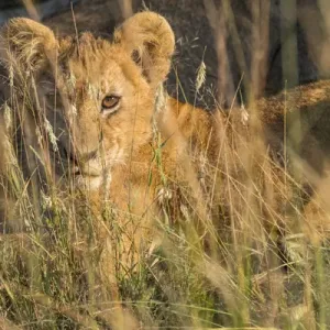 Africa, Kenya, Masai Mara National Reserve. African Lion (Panthera leo) female with cubs Africa, Kenya, Masai Mara National Reserve. African Lion (Panthera leo) female with cubs
