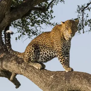 Africa, Kenya, Masai Mara National Reserve, African Leopard (Panthera pardus pardus) in tree Africa, Kenya, Masai Mara National Reserve, African Leopard (Panthera pardus pardus) in tree