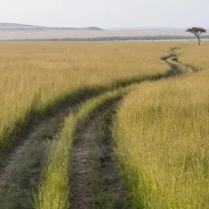 Africa, Kenya, Masai Mara National Reserve. Savannah with tire tracks. 2016-08-04 Africa, Kenya, Masai Mara National Reserve. Savannah with tire tracks. 2016-08-04