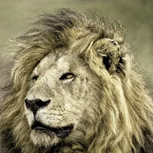Africa, Kenya, Masai Mara National Reserve. Portrait of old male lion