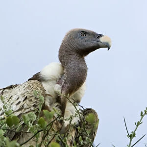 Africa, Kenya, Masai Mara. White-back vulture in a tree