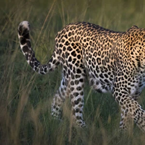 Africa, Kenya, Msai Mara National Reserve. Close-up of walking leopard. Credit as