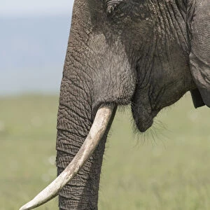 Africa, Kenya, Msai Mara National Reserve. Close-up of elephant head. Credit as