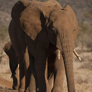Africa, Kenya, Samburu Game Reserve, African elephant, Loxodonta africana, walking in line