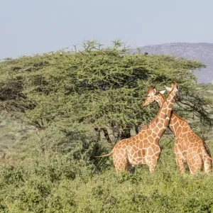 Reticulated Giraffe Print at Sunset, Samburu National Park Reticulated Giraffe Print at Sunset, Samburu National Park