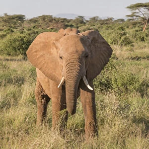 Africa, Kenya, Samburu National Reserve. Elephants in Savannah. (Loxodonta africana)