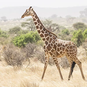 Africa, Kenya, Samburu National Reserve. Reticulated giraffe walking