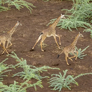 Africa, Kenya, Shompole, Aerial view herd of Giraffes (Giraffa camelopardalis