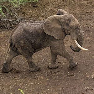 Africa, Kenya, Shompole, Aerial view of large adult Elephant (Loxodonta africana