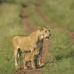 Africa, Lioness and cub Africa, Lioness and cub