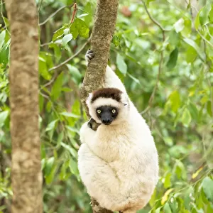 Africa, Madagascar, Anosy, Berenty Reserve. Portrait of a Verreauxs sifaka in a tree