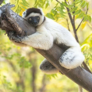 Africa, Madagascar, Anosy, Berenty Reserve
