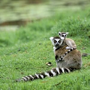 Africa, Madagascar, Antananarivo, Tsimbazaza zoo. Ring-tailed lemur and young (Lemur