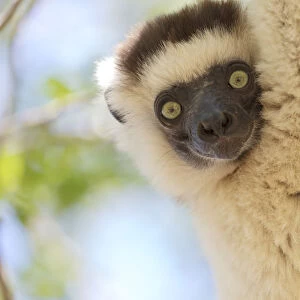 Africa, Madagascar, Berenty Reserve. Headshot of a Verreauxs sifaka