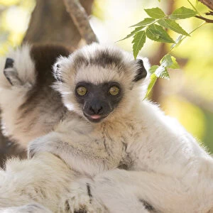 Africa, Madagascar, Berenty Reserve. Portrait of a Verreauxs sifaka mother carrying her baby