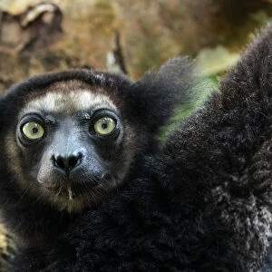 Africa, Madagascar, Lake Ampitabe, Akanin ny nofy Reserve. Headshot of the largest lemur