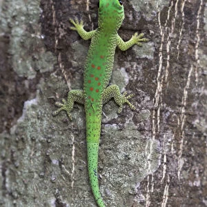 Africa, Madagascar, Le Parc National Tsingy de Bemaraha. This brightly colored day gecko