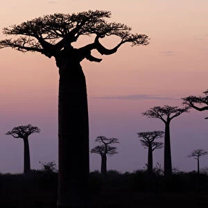 Africa, Madagascar, Morondava, Baobab Alley. The Grandidiers baobab