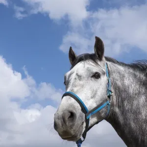 Africa, Morocco. Barbes-Arabic Horse, descendant of the original horses in Morocco
