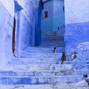 Africa, Morocco, Chefchaouen. Cats sit along the winding steps of an alley