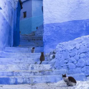 Africa, Morocco, Chefchaouen. Cats sit along the winding steps of an alley