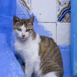 Africa, Morocco, Chefchaouen. A village cat sits against blue walls and tiles