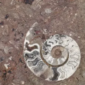 Africa, Morocco, Erfoud. Details of ammonites, and other fossils exposed on a cut