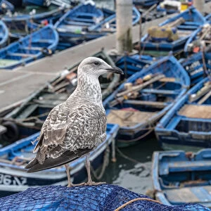 Africa, Morocco, Essaouira. Close-up of seagull and moored boats
