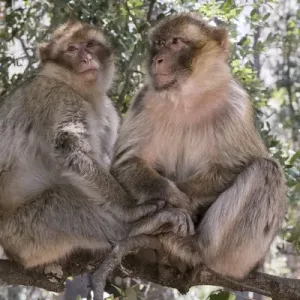 Africa, Morocco. A pair of Barbary Apes, or Macaques, in the High Atlas Mountains