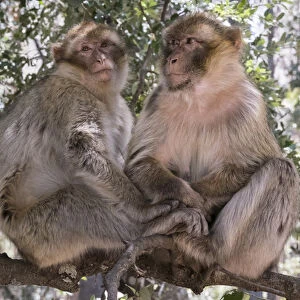 Africa, Morocco, . A pair of Barbary Apes, or Macaques, in the High Atlas Mountains