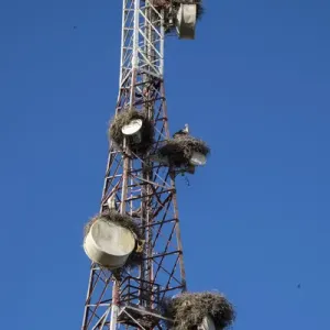 Africa, Morocco. Stork nests on communication tower