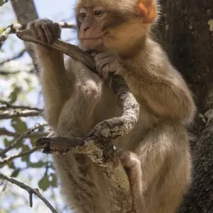 High Atlas Mountains Print: Young Barbary Ape High Atlas Mountains Print: Young Barbary Ape