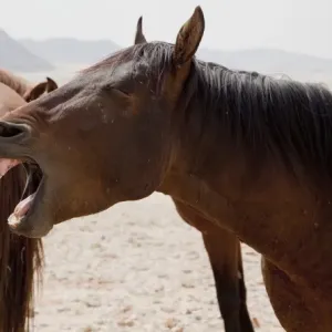 Africa, Namibia, Aus. Portrait of a yawning wild horse on the Namib Desert. Credit as Africa, Namibia, Aus. Portrait of a yawning wild horse on the Namib Desert. Credit as