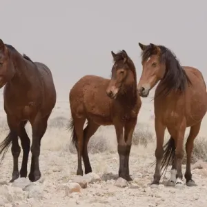 Three wild horses standing in the Namib Desert, captured on a Print Three wild horses standing in the Namib Desert, captured on a Print