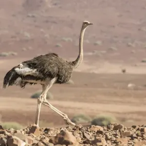 Africa, Namibia, Damaraland. Ostrich walking in the Palmwag Conservancy. Credit as Africa, Namibia, Damaraland. Ostrich walking in the Palmwag Conservancy. Credit as