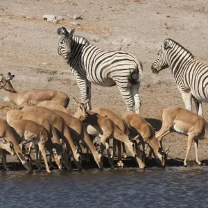 Africa, Namibia, Etosha National Park. Zebras and black-faced impalas at a waterhole Africa, Namibia, Etosha National Park. Zebras and black-faced impalas at a waterhole