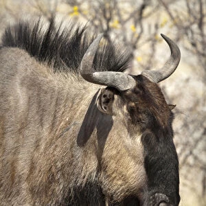 Africa, Namibia, Etosha National Park. Side close-up of wildebeest face. Credit as