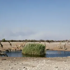 Africa, Namibia, Etosha National Park. Assortment of animals gather at a waterhole Africa, Namibia, Etosha National Park. Assortment of animals gather at a waterhole