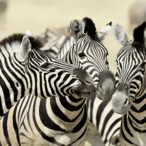 Etosha National Park Print: Three Zebras Nose to Nose in Namibia, Africa Etosha National Park Print: Three Zebras Nose to Nose in Namibia, Africa