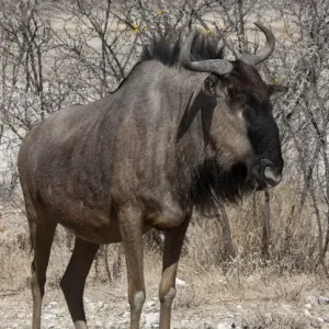 Africa, Namibia, Etosha National Park. Close-up of solitary wildebeest. Credit as Africa, Namibia, Etosha National Park. Close-up of solitary wildebeest. Credit as