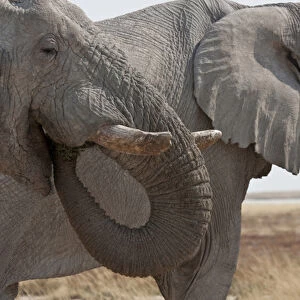 Africa, Namibia, Etosha National Park. Two elephants eating plants